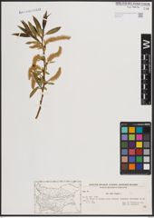 Foto von Salix fragilis L.